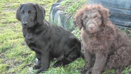 Wunderschöne Labradoodle