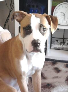Boxer Mischling