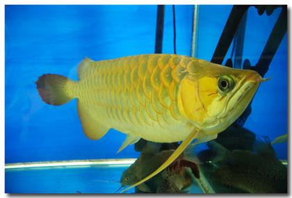, Red Asian Arowana, jardini Arowana, Chili Red, Golden Arowana and others