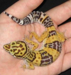 Leopardgeckos abzugeben, eigene Nachzucht 2021, verschiedene Farbformen
