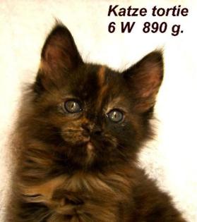 Kräftige Maine Coon Babys