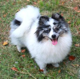 Teacup Pomeranianwelpen braun,