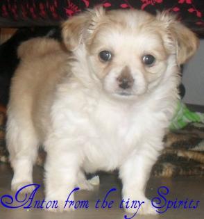 Chihuahua welpen