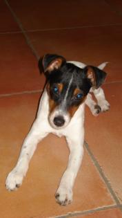 Deckrüde Jack Russell Terrier Reinrassig