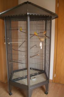 2 Schönsittiche 2 Kanarien mit großer Volaire