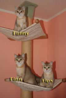 BKH Kitten in Golden Shaded