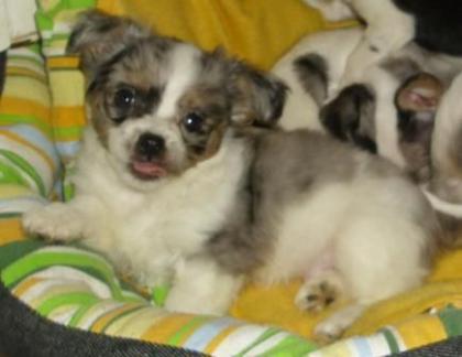 Putzige Chihuahuamixwelpen