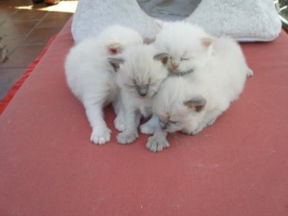 Ragdoll von Bilk