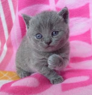 British Kurzhaar Kitten / Rassekatzen / Schmusetiger