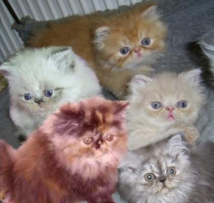 Wunderschöne Perserbabys