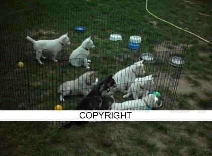 WURFPLANUNG GESUNDE SIBERIAN HUSKY WELPEN MIT QUALITÄT AUS GUTEM HAUS