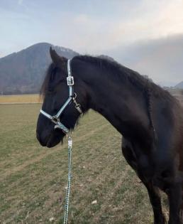 Liebe brave Friesen Stute