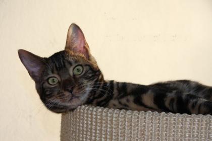 Bengal Mädchen in allerbeste Hände