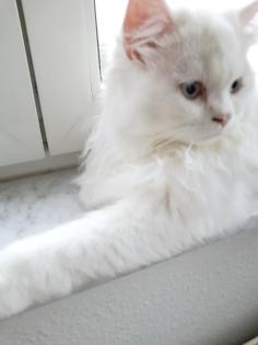 Traumhaft schöner schneeweißer Perserkater mit Nase