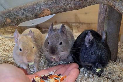 Degu Mädels suchen ein neues Zuhause
