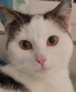 Tony verschmuster Kater sucht dringend liebevolles Zuhause aus dem Tierschutz / gechipt, geimpf