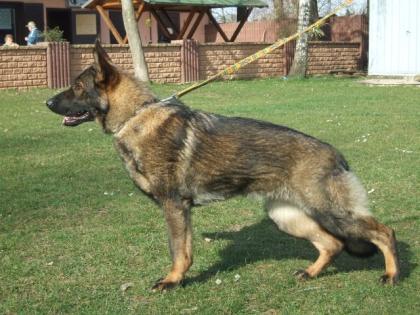 Deutscher Schäferhund - Hündin - 18 Monate alt