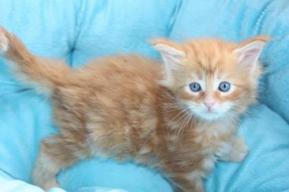 Drei Maine Coon kitten sind noch frei.