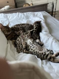 Reinrassige Bengal-Kitten