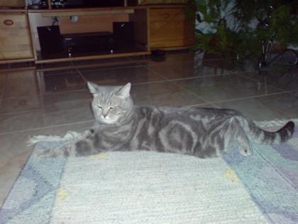 BKH Deckkater