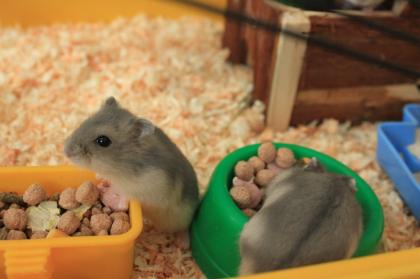 Hamster zu verkaufen