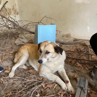Bärbel sucht ein passendes zuhause