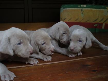 Weimaraner Welpen