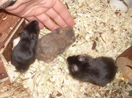 Teddyhamster Jungtiere abzugeben im Juli 09