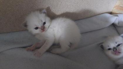 Reinrassige BKH kitten
