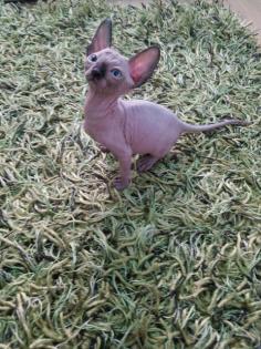 Canadian Sphynx Kitten