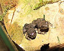 Gelbbauchunke bombina variegata NZ 2021