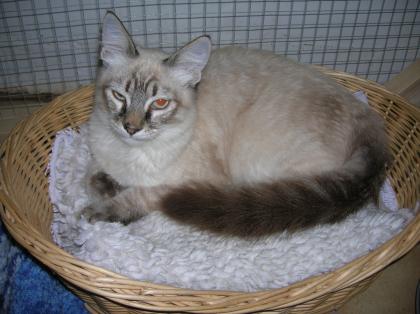 Phönix, Siam-Mix-Kater sucht sein Happy-End