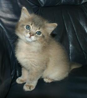 Somali-Kitten