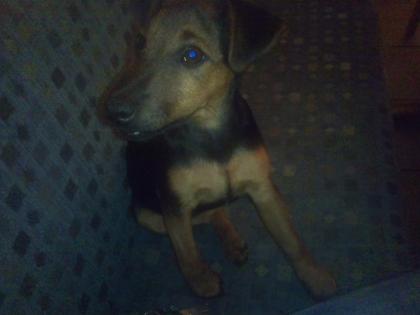 Jagdterrier Hündin