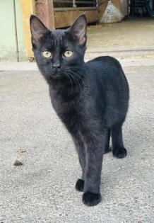 Katzenkinder suchen liebes Zuhause