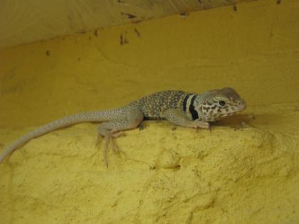 Halsbandleguan Crotaphytus Bicinctores