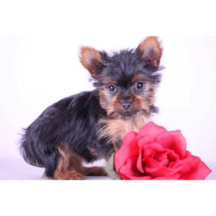 Yorkshire Terrier Welpen