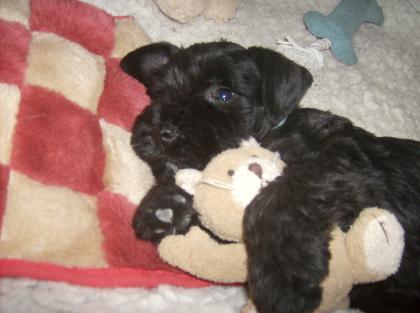 Zwergschnauzer schwarz