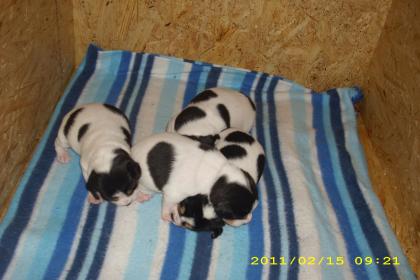 Reinrassige Jack-Russell Welpen ab Mitte Juni abzugeben