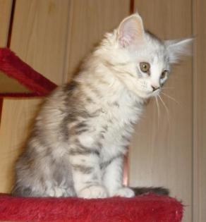 Wunderschöne Sehr typvolle Maine Coon Kitten