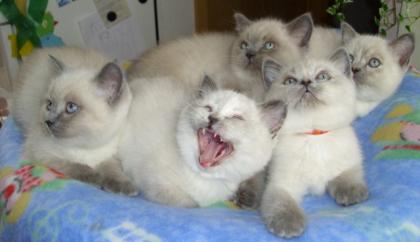 BKH Kitten blue point, reinrassig mit Stammbaum