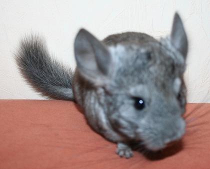 Junges Chinchilla sucht.