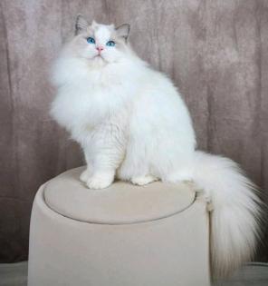 Ragdoll Katze/Kater mit Stammbaum
