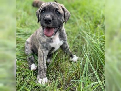 Amerikanische Bulldogge X Golden Retriever Mix welpen