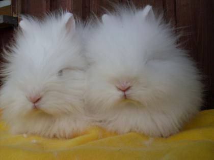 Zwergkaninchenbabys abzugeben