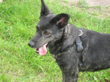 Bora sucht sportliche Familie