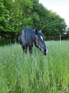 Offenstall Quickborn kleine Herde Stallplatz Haltergemeinschaft