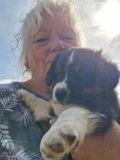 9 Wochen alter Australian Shepherd Rüde zur Abgabe