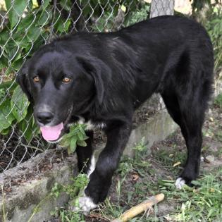 Blackie / Status sucht ein Zuhause