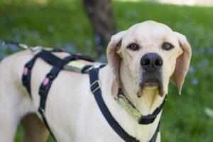 PALOA - weiblich 2 Jahre 60 cm 25 kg Englisch Pointer Gechipt Kastriert Katzenfreundlich